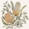Banksia Botanical