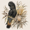 Black Cockatoo