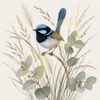 Fairy Wren