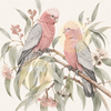 Galah Pair