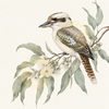 Kookaburra on Eucalyptus Branch