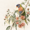 Rainbow Lorikeet & Gum Blossoms