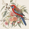 Rosella & Gum Blossoms